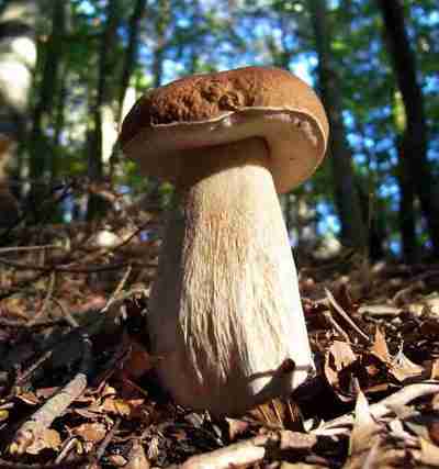  Image name: 183 Porcino.jpg 
 width: 400 pixel 
 height: 427 pixel 
 Size: 15972 bytes 
 Click to enlarge 